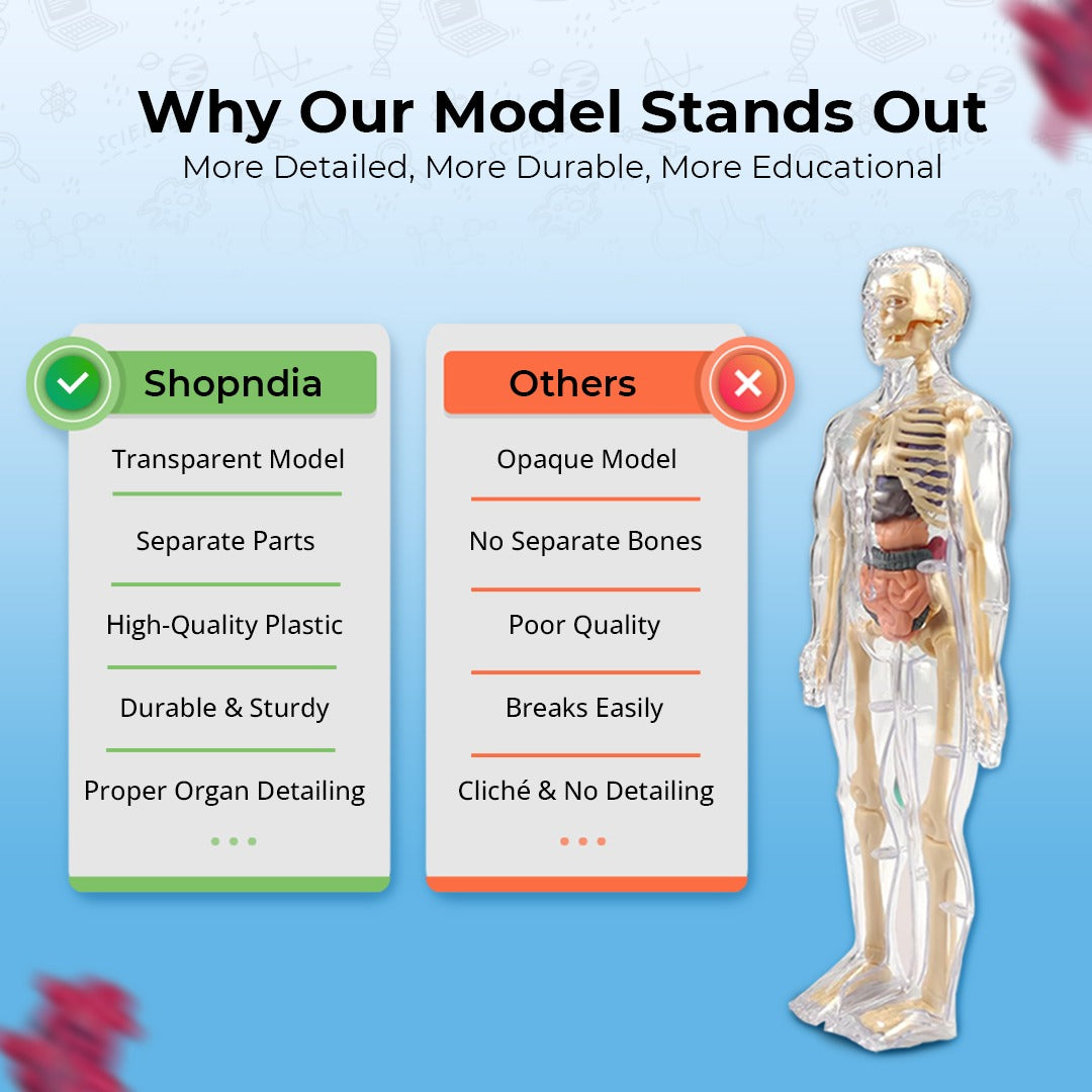 3D Human Body Structure Model for Kids