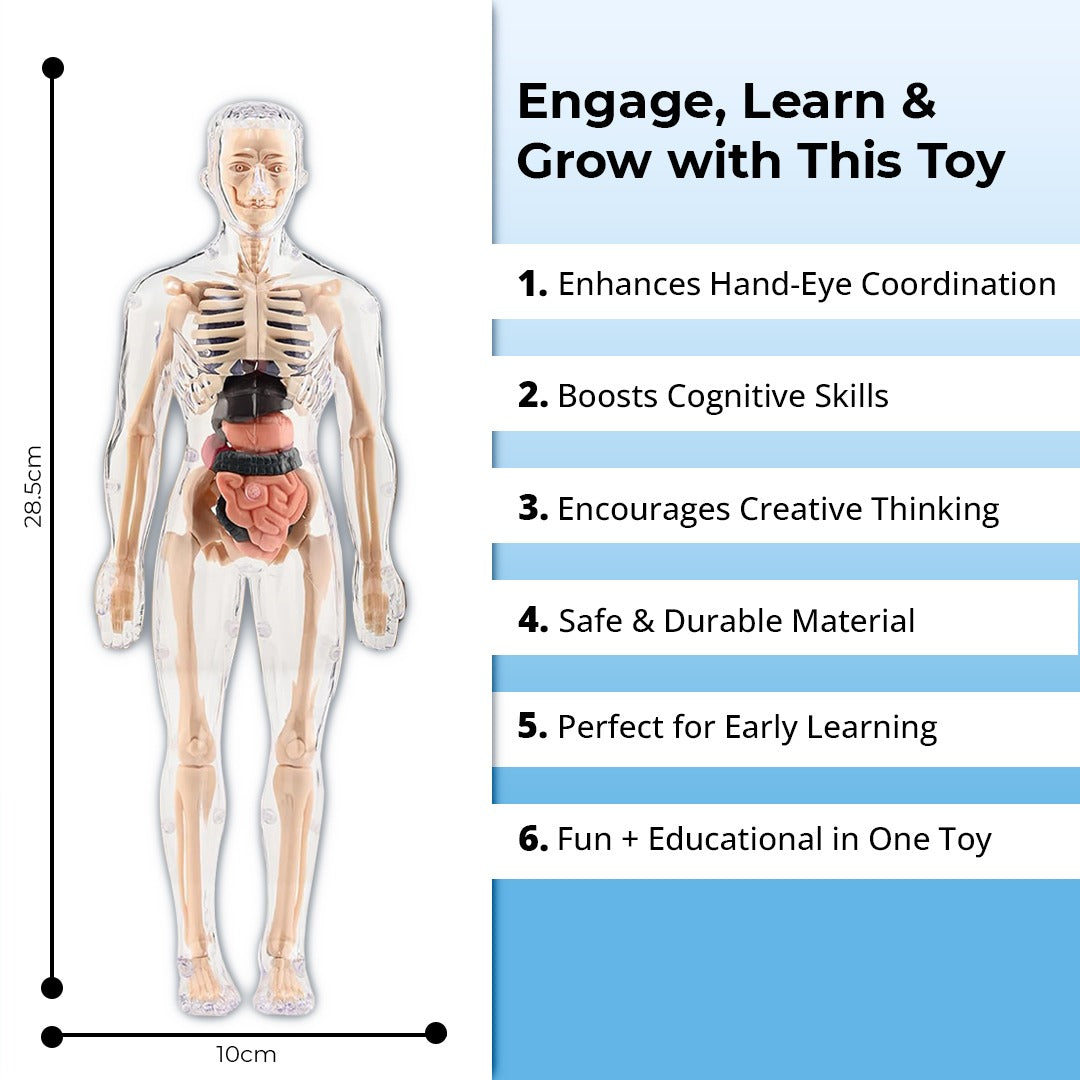 3D Human Body Structure Model for Kids