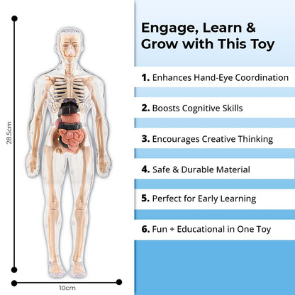 3D Human Body Structure Model for Kids