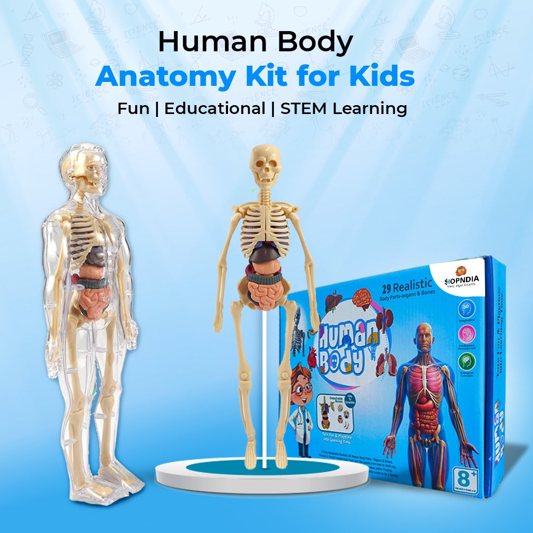 3D Human Body Structure Model for Kids