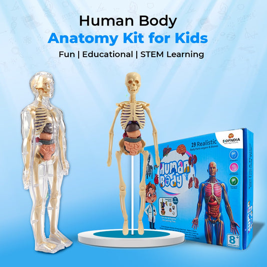 3D Human Body Structure Model for Kids
