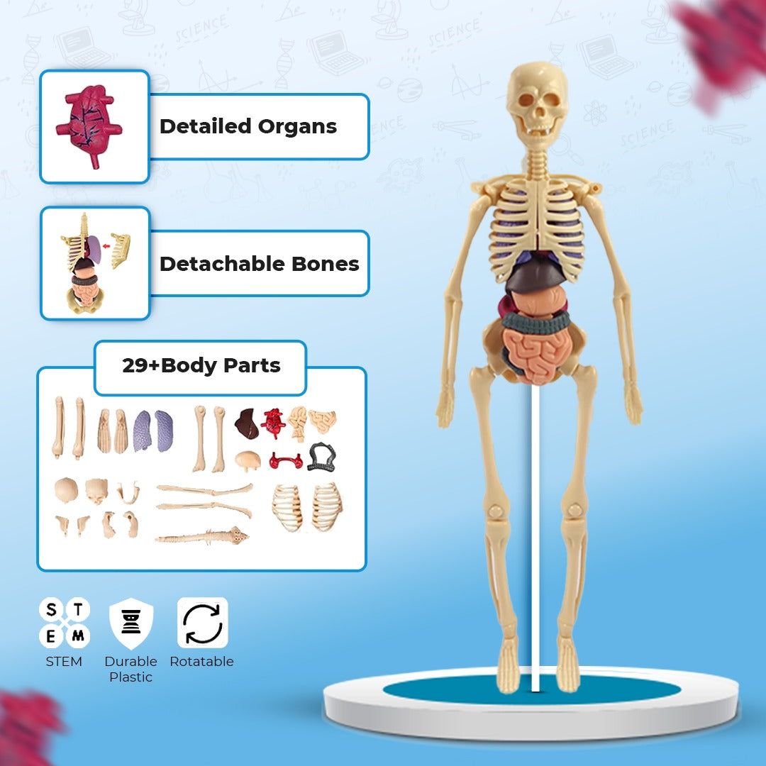 3D Human Body Structure Model for Kids